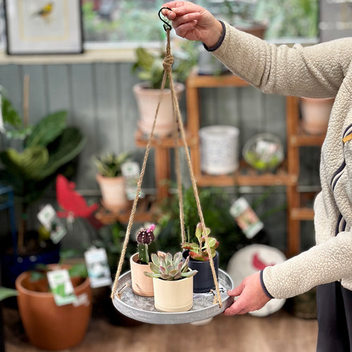 A person in a beige fleece sweater holds a gray hanging tray with a lip and rope hangers, containing small potted succulents and cacti, in a plant nursery setting at Paisley Gardens in Northfield, MN.