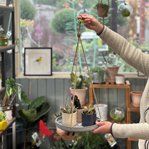 A person holds a hanging planter tray with rope hangers, containing small potted succulents and cacti, in a plant-filled greenhouse at Paisley Gardens in Northfield, MN.