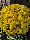 A pot of bright yellow mum flowers with smaller white blooming mums sitting nearby at Paisley Gardens in Northfield, MN.