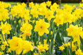Narcissus 'Dutch Master' | Trumpet Daffodil | Single Bulbs