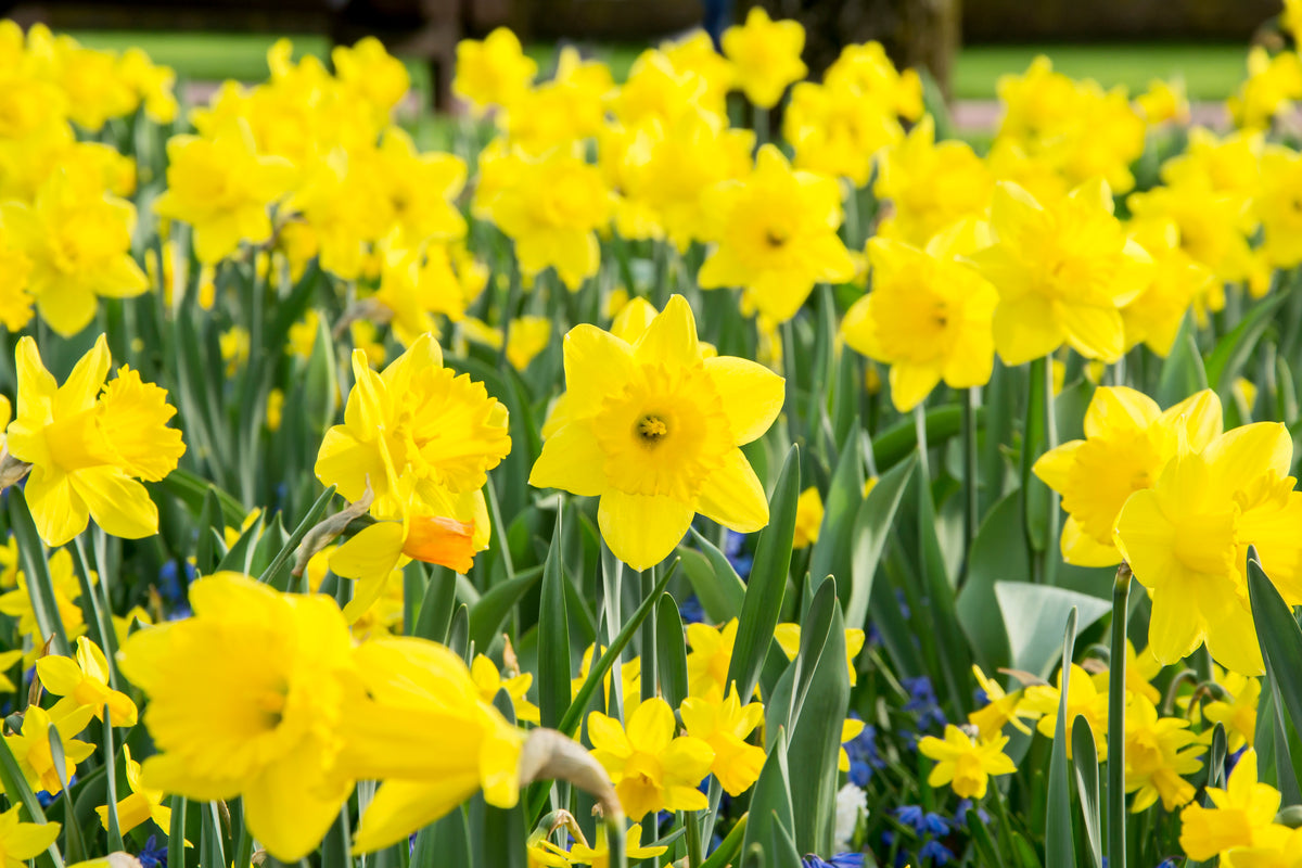 Narcissus 'Dutch Master' | Trumpet Daffodil | Single Bulbs
