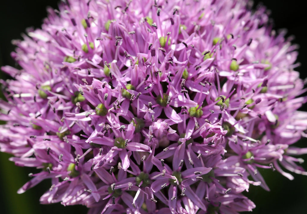 A close-up of a spherical cluster of small light purple flowers with green centers of an Allium flower, photographed in sharp detail against a dark blurred background at Paisley Gardens in Northfield, MN.
