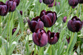 Tulip 'Queen Of Night' | Single Bulbs