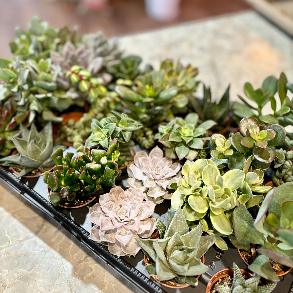 Collection of small succulent plants in pots on a tray at Paisley Gardens in Northfield, MN.