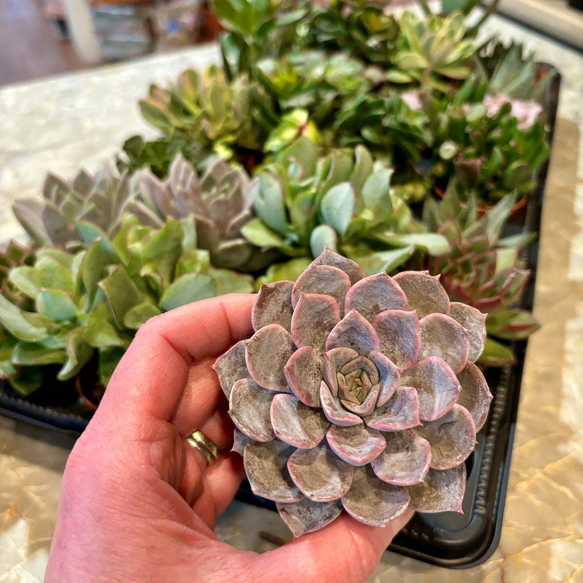 Hand holding a succulent plant with a tray of other succulents in the background at Paisley Gardens in Northfield, MN.