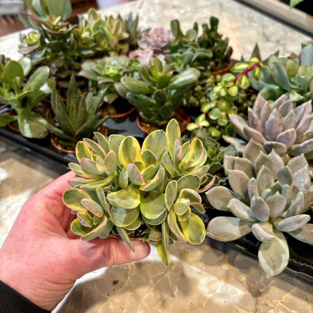 Hand holding a succulent plant with other plants in the background at Paisley Gardens in Northfield, MN.