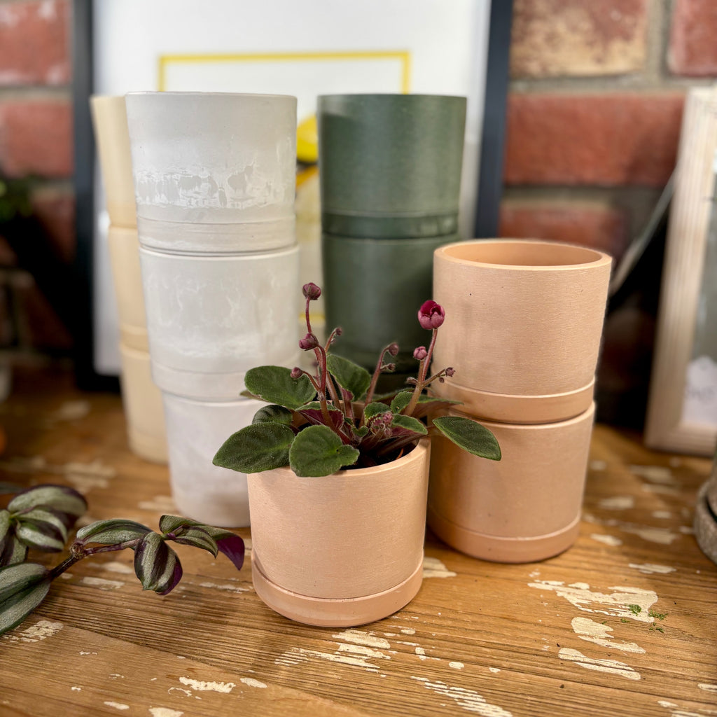 Set of recycled plastic pots with a small potted plant on a wooden surface at Paisley Gardens in Northfield, MN.