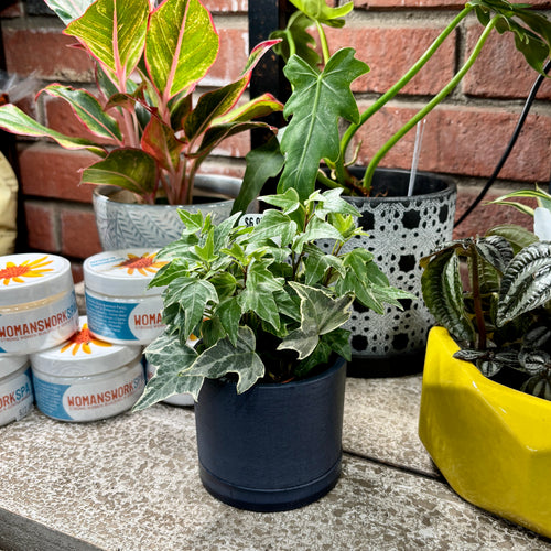 A small ivy plant with variegated green and white leaves sitting in a dark navy blue recycled plastic pot, displayed on a stone countertop next to round pots of Womanswork hand cream, with other potted plants and a brick wall in the background at Paisley Gardens in Northfield, MN.