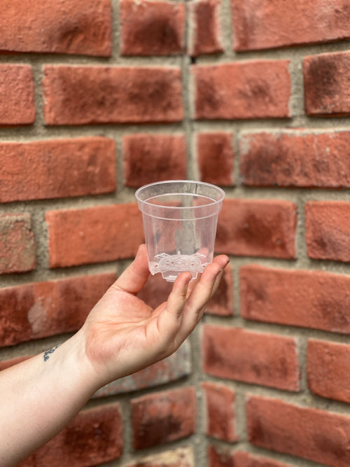 A hand holds a small, 3 inch Clear Nursery Pot  in front of a red brick wall background at Paisley Gardens in Northfield, MN.