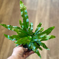 Hand holding a small potted fern against a blurred wooden background at Paisley Gardens in Northfield, MN.