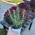A hand holding a white pot of planted rosemary in front of an outdoor black bench with purple mums on it at Paisley Gardens in Northfield, MN.