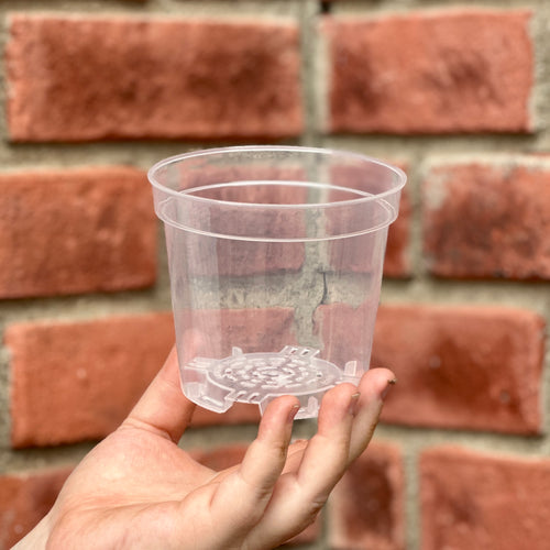 A hand holding a small, 4 inch clear plastic nursery pot against a blurred red brick wall background at Paisley Gardens in Northfield, MN.
