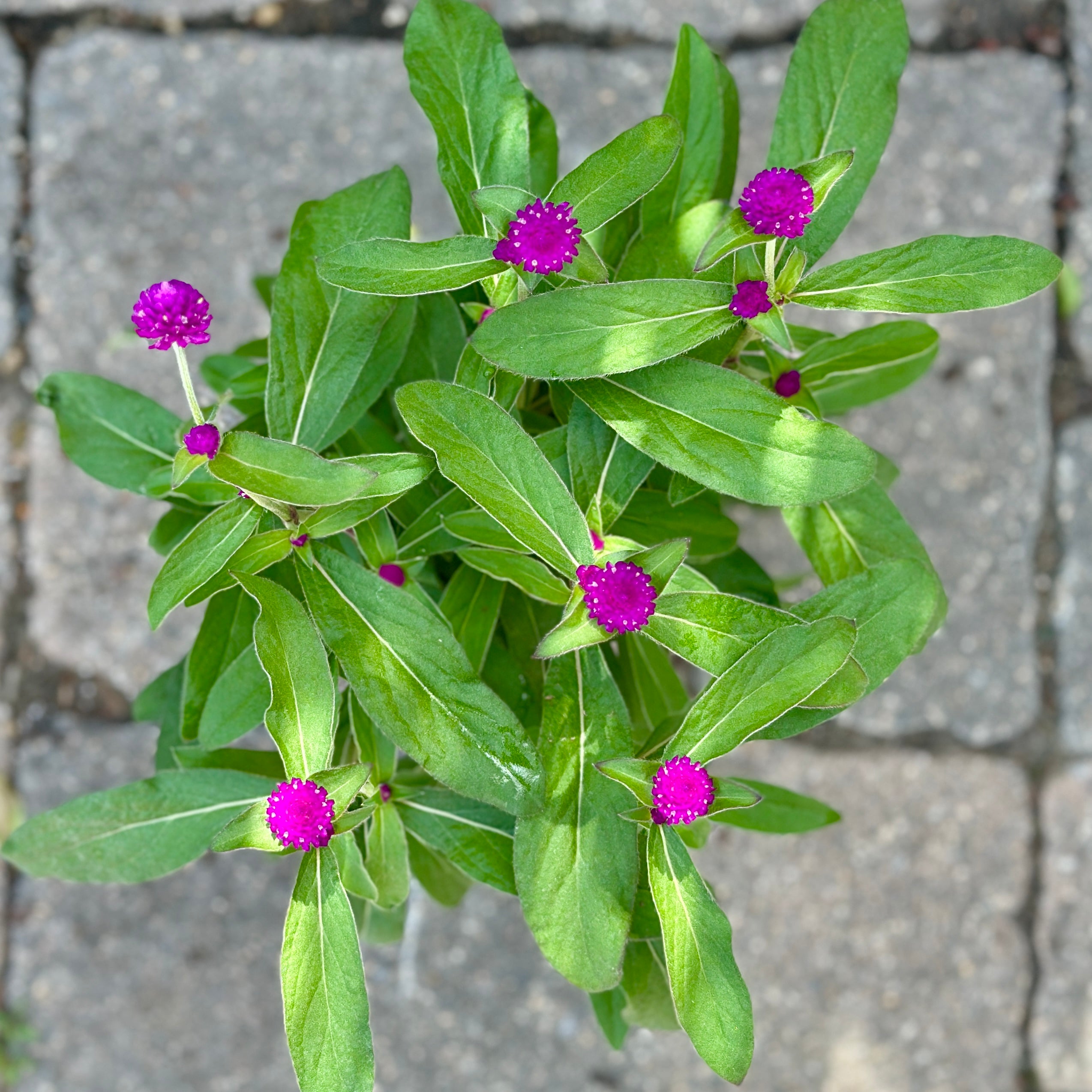 Purple flowers with green leaves against a gray pavement background at Paisley Gardens in Northfield, MN.