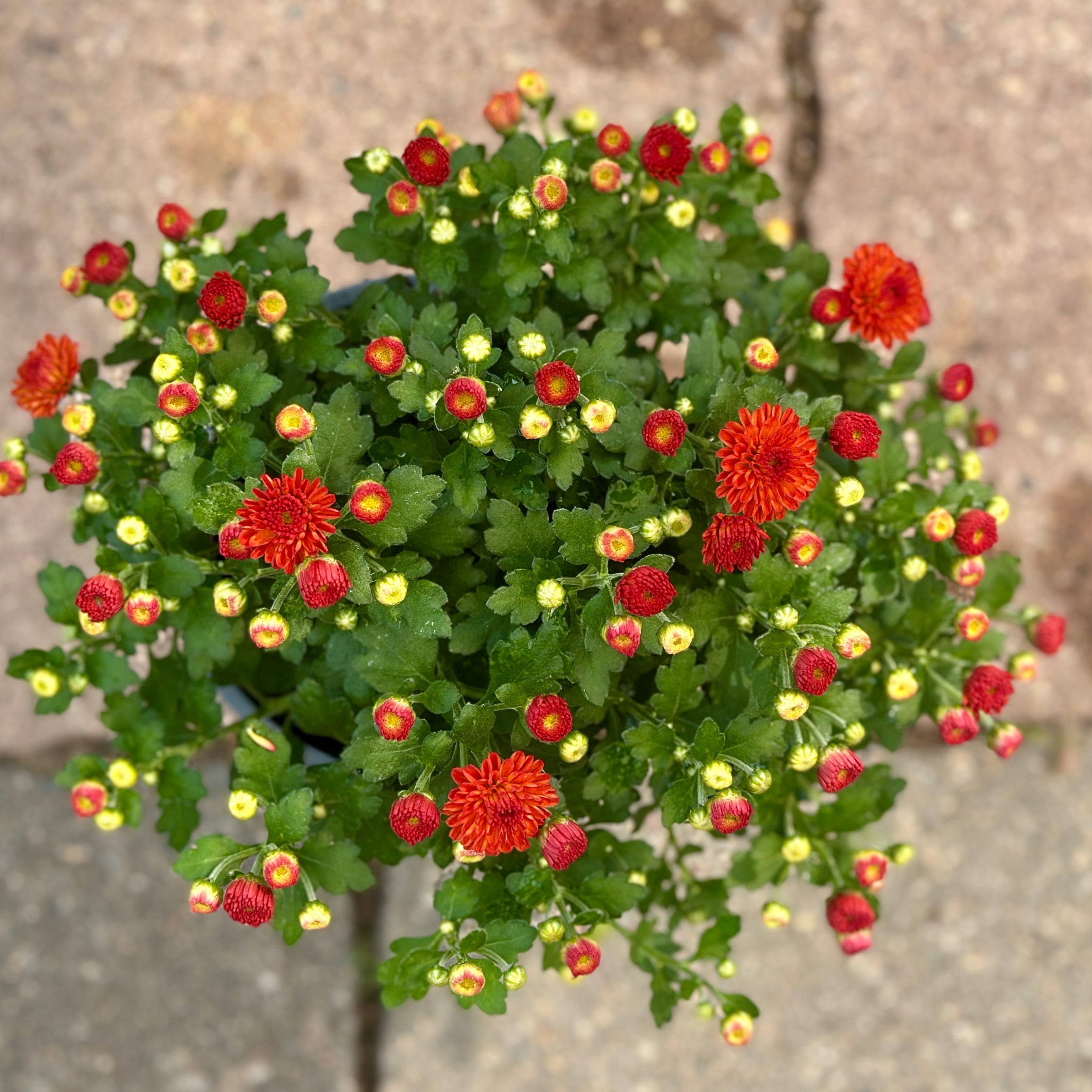 A pot of bronze flowers and orange buds on a mum plant with green leaves against a blurred background at Paisley Gardens in Northfield, MN.
