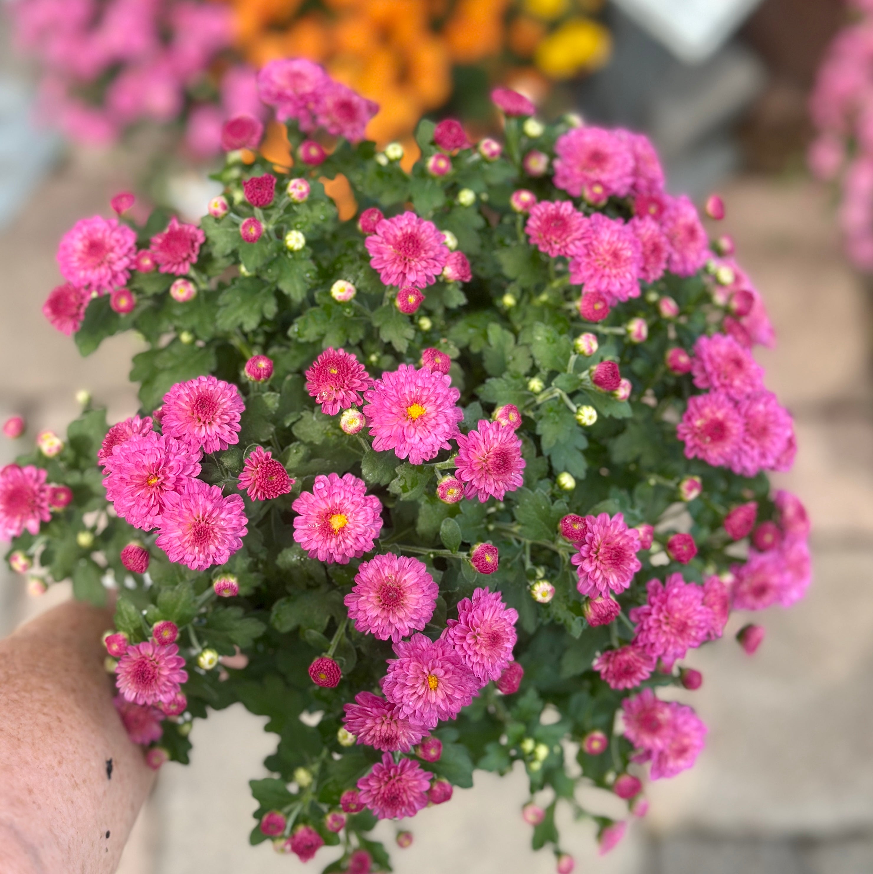 A potted mum with pink flowers held by a person with a blurred background at Paisley Gardens in Northfield, MN.