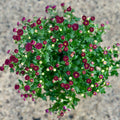 A mum plant of purple flowers with green leaves on a textured surface at Paisley Gardens in Northfield, MN.