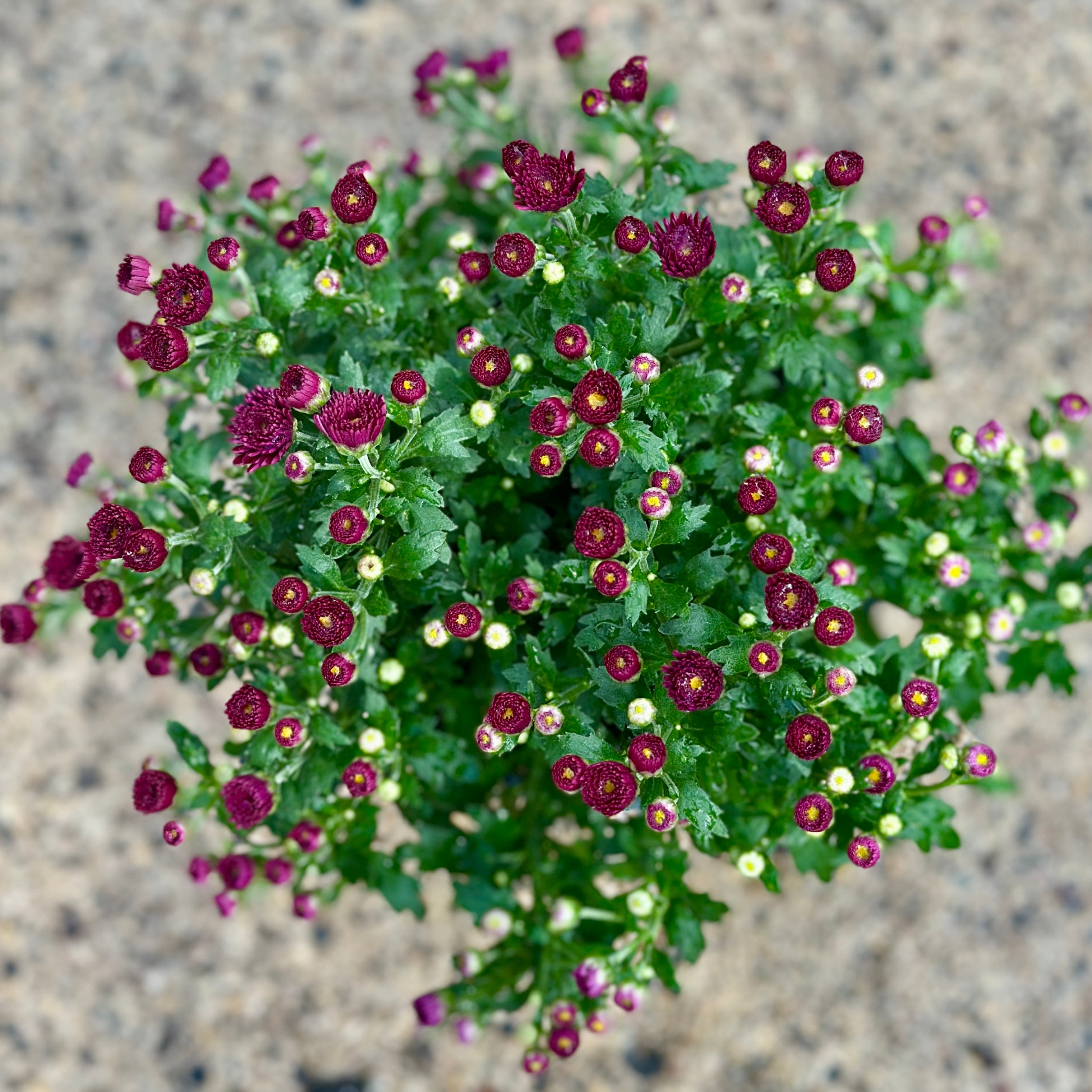 A mum plant of purple flowers with green leaves on a textured surface at Paisley Gardens in Northfield, MN.