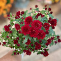 A potted mum with red flowers and green leaves on a blurred background at Paisley Gardens in Northfield, MN.