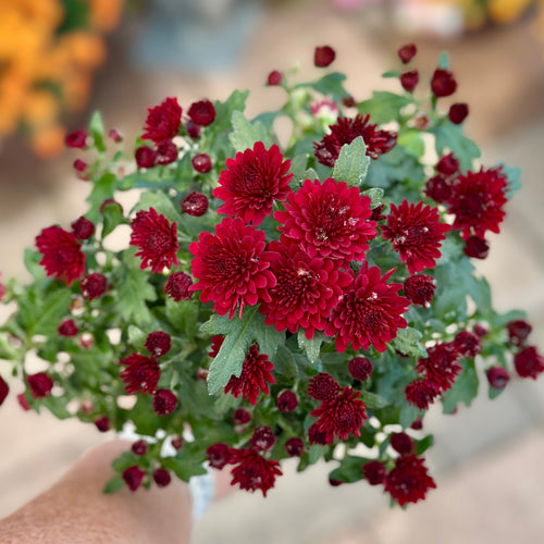 A potted mum with red flowers and green leaves on a blurred background at Paisley Gardens in Northfield, MN.