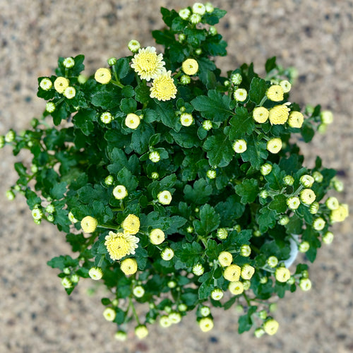 A pot of creamy white mum flowers with green leaves on a textured surface at Paisley Gardens in Northfield, MN.