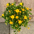 Potted mum with yellow and orange flowers on a concrete surface at Paisley Gardens in Northfield, MN.