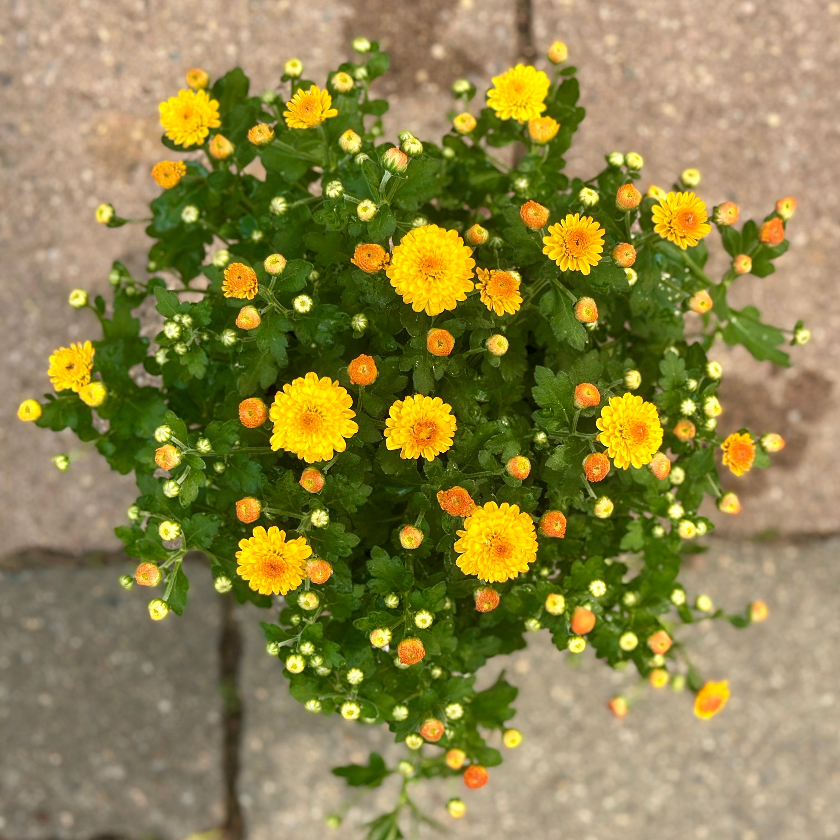 Potted mum with yellow and orange flowers on a concrete surface at Paisley Gardens in Northfield, MN.