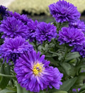 Close-up of purple flowers with green leaves at Paisley Gardens in Northfield, MN.