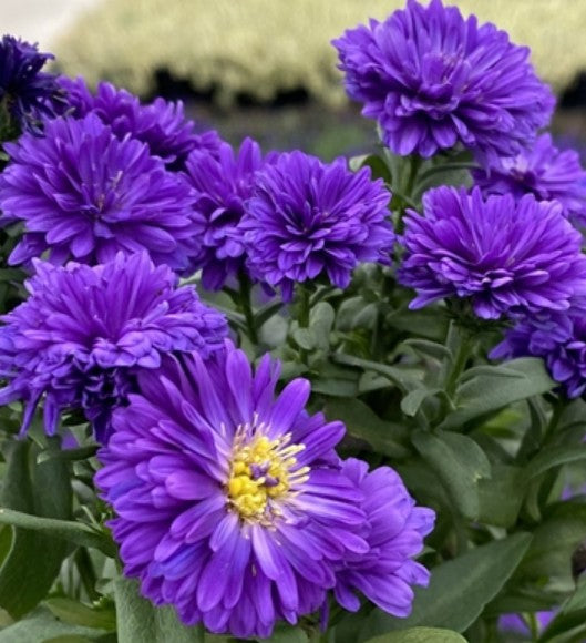 Close-up of purple flowers with green leaves at Paisley Gardens in Northfield, MN.