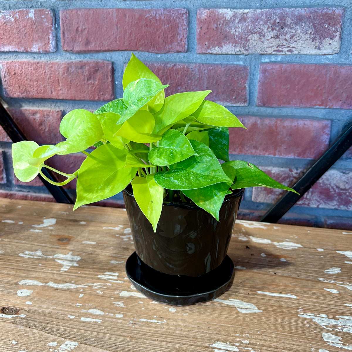 5" Tika Pot with Matching Saucer | Black