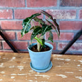 A glazed ceramic pot and matching saucer in a blue-gray color sits on a wood shelf with an Alocasia plant in it for display at Paisley Gardens in Northfield, MN.