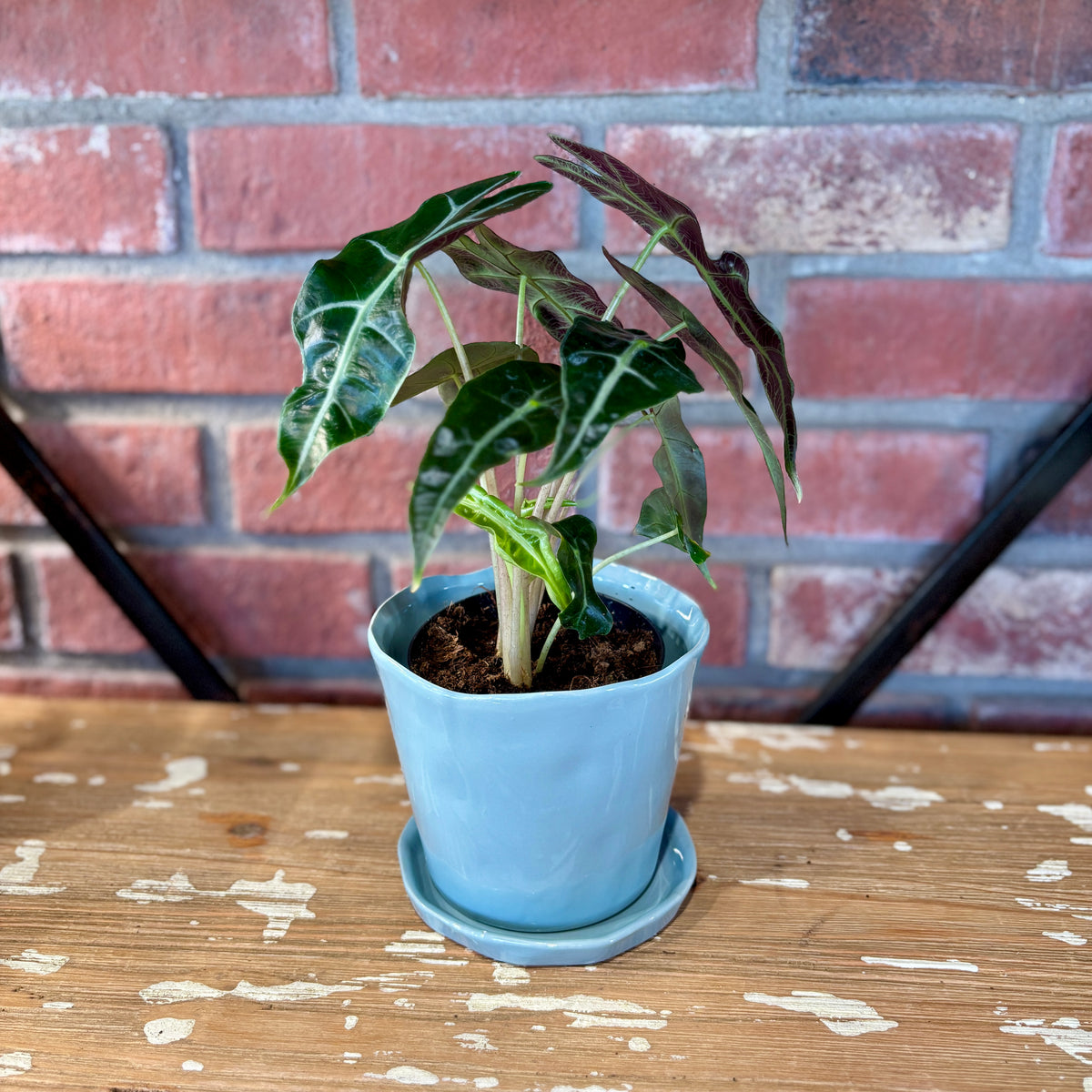 A glazed ceramic pot and matching saucer in a blue-gray color sits on a wood shelf with an Alocasia plant in it for display at Paisley Gardens in Northfield, MN.