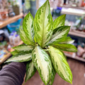 Variegated green and silver leaves held by a person in an indoor setting at Paisley Gardens in Northfield, MN.
