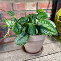 A light brown terracotta pot with matching saucer has a green and silver variegated plant sitting in it on a shelf at Paisley Gardens in Northfield, MN.