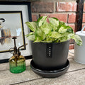 A black Kanso Designs recycled bamboo fiber pot is displayed with a green and white pothos plant on a shelf with a green plant mister at Paisley Gardens in Northfield, MN.