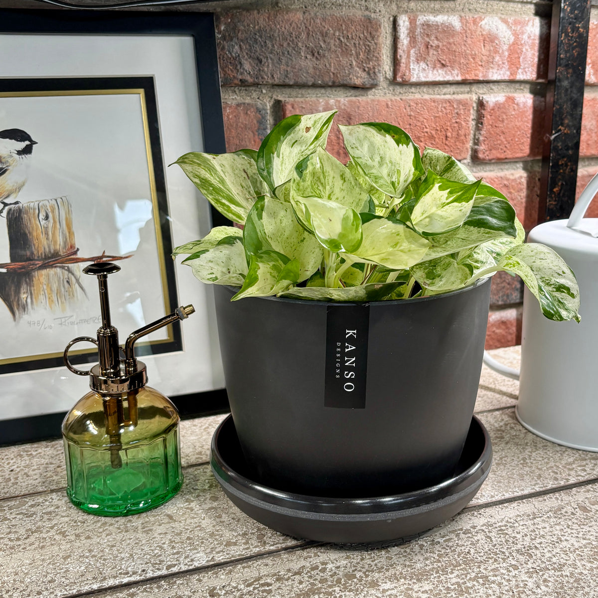 A black Kanso Designs recycled bamboo fiber pot is displayed with a green and white pothos plant on a shelf with a green plant mister at Paisley Gardens in Northfield, MN.