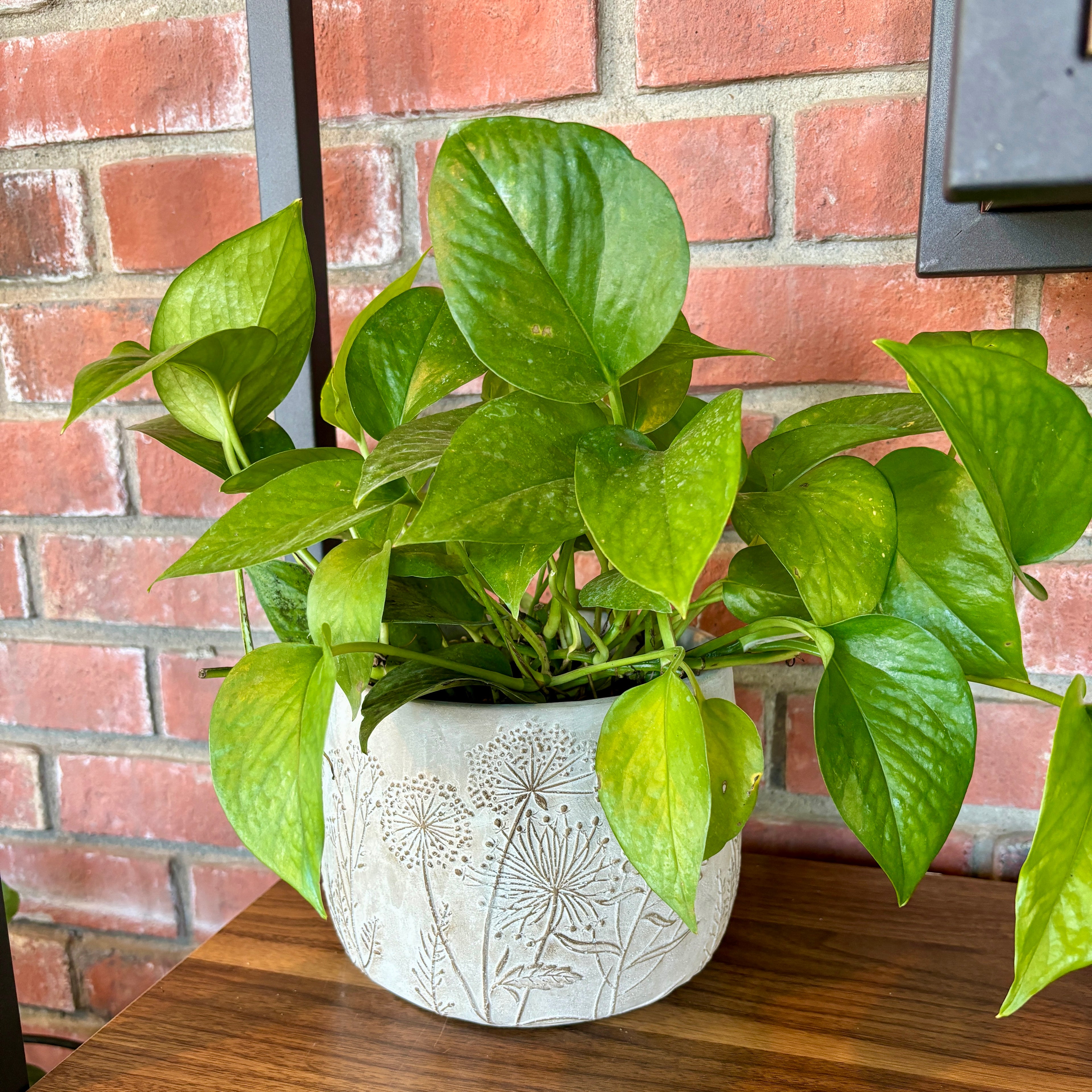 A green pothos plant in a white textured ceramic pot with dandelion engravings, placed on a wooden table against a red brick wall background.