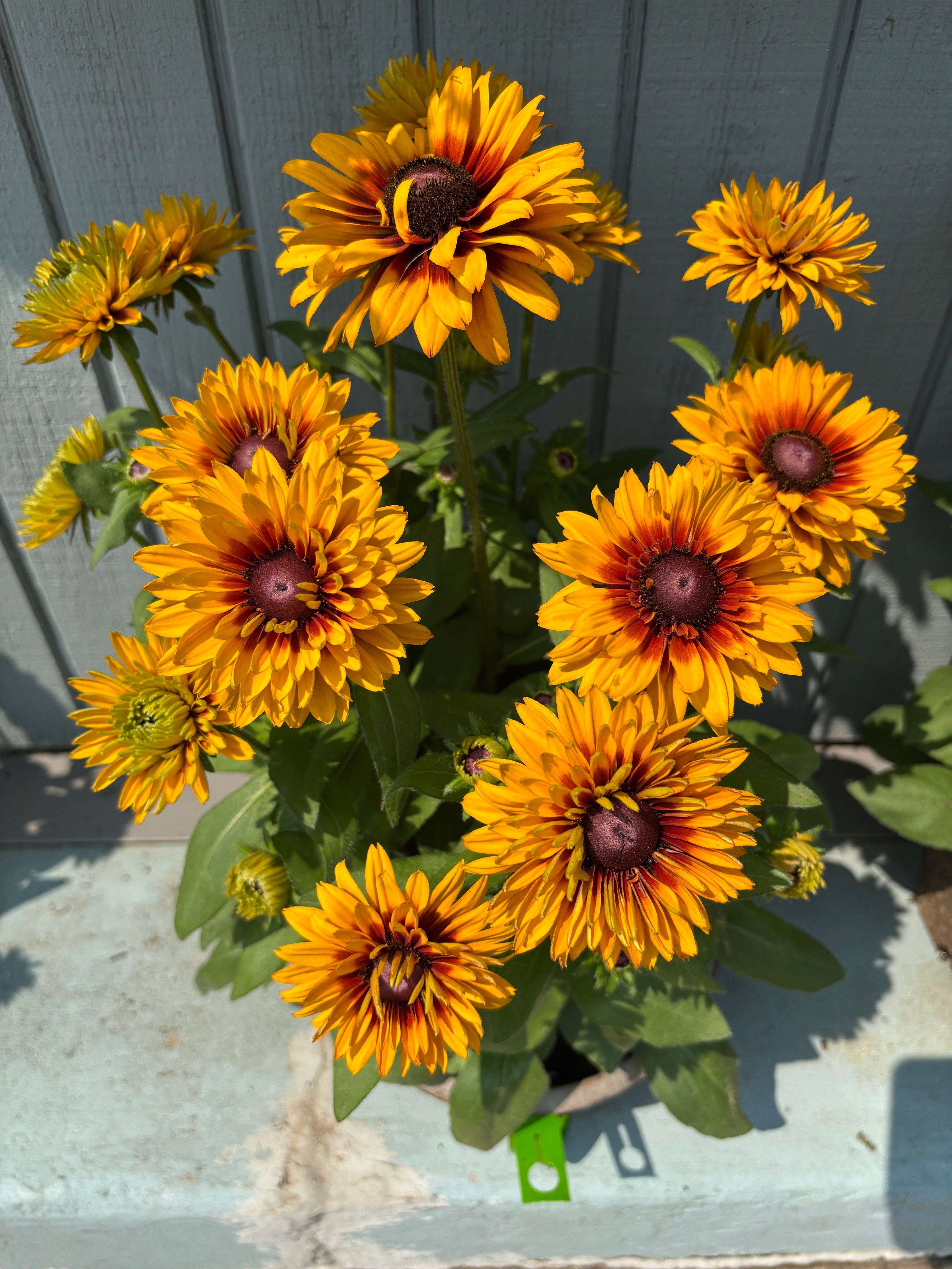 A pot of bright yellow sunflowers with brown centers against a light blue wooden background.