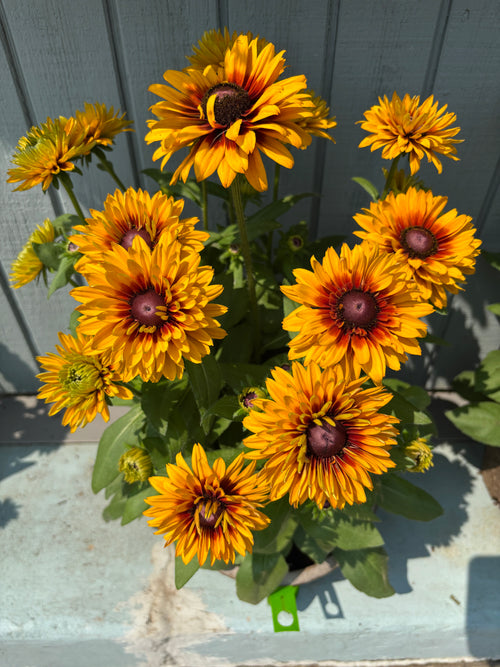 A pot of bright yellow sunflowers with brown centers against a light blue wooden background.