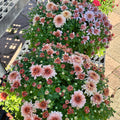 A dense cluster of blooming chrysanthemums in shades of pink, peach, and white with green foliage, photographed outdoors on a paved surface next to a black bench at Paisley Gardens in Northfield, MN.