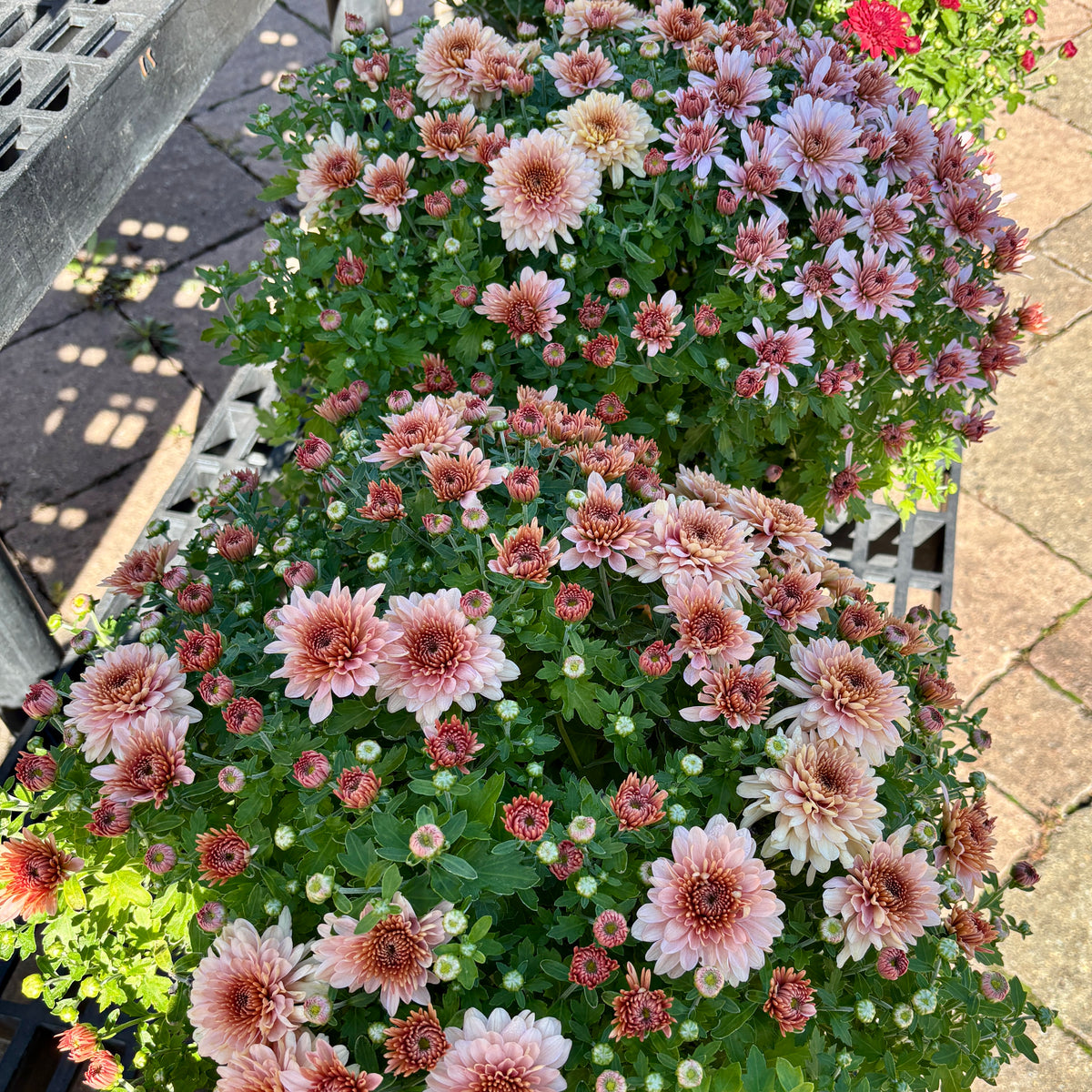 A dense cluster of blooming chrysanthemums in shades of pink, peach, and white with green foliage, photographed outdoors on a paved surface next to a black bench at Paisley Gardens in Northfield, MN.