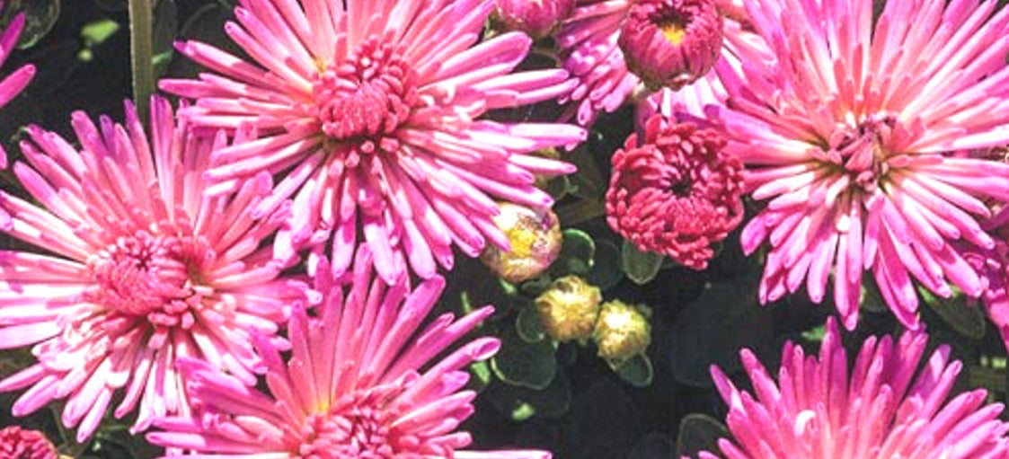 Close-up of pink perennial mum flowers with green leaves at Paisley Gardens in Northfield, MN.
