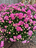 A close up of a dense blooming pink mum with a bamboo fence in the background at Paisley Gardens in Northfield, MN.