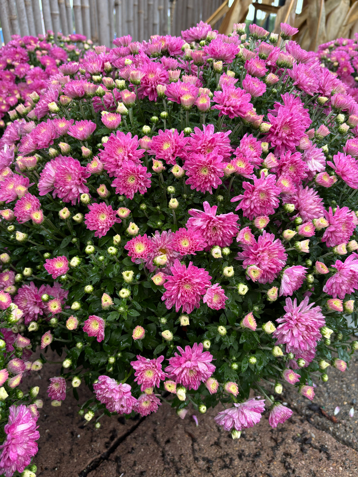 A close up of a dense blooming pink mum with a bamboo fence in the background at Paisley Gardens in Northfield, MN.