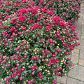 Potted mums with vibrant dark purple flowers and green foliage displayed outdoors on a paved walkway at Paisley Gardens in Northfield, MN.