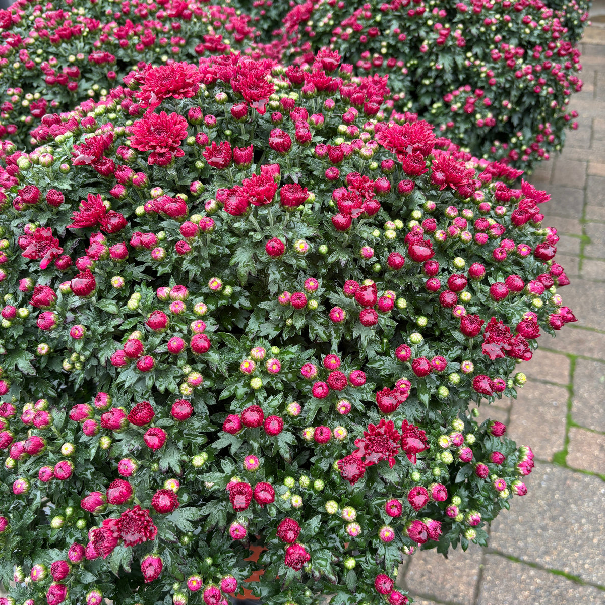 Potted mums with vibrant dark purple flowers and green foliage displayed outdoors on a paved walkway at Paisley Gardens in Northfield, MN.