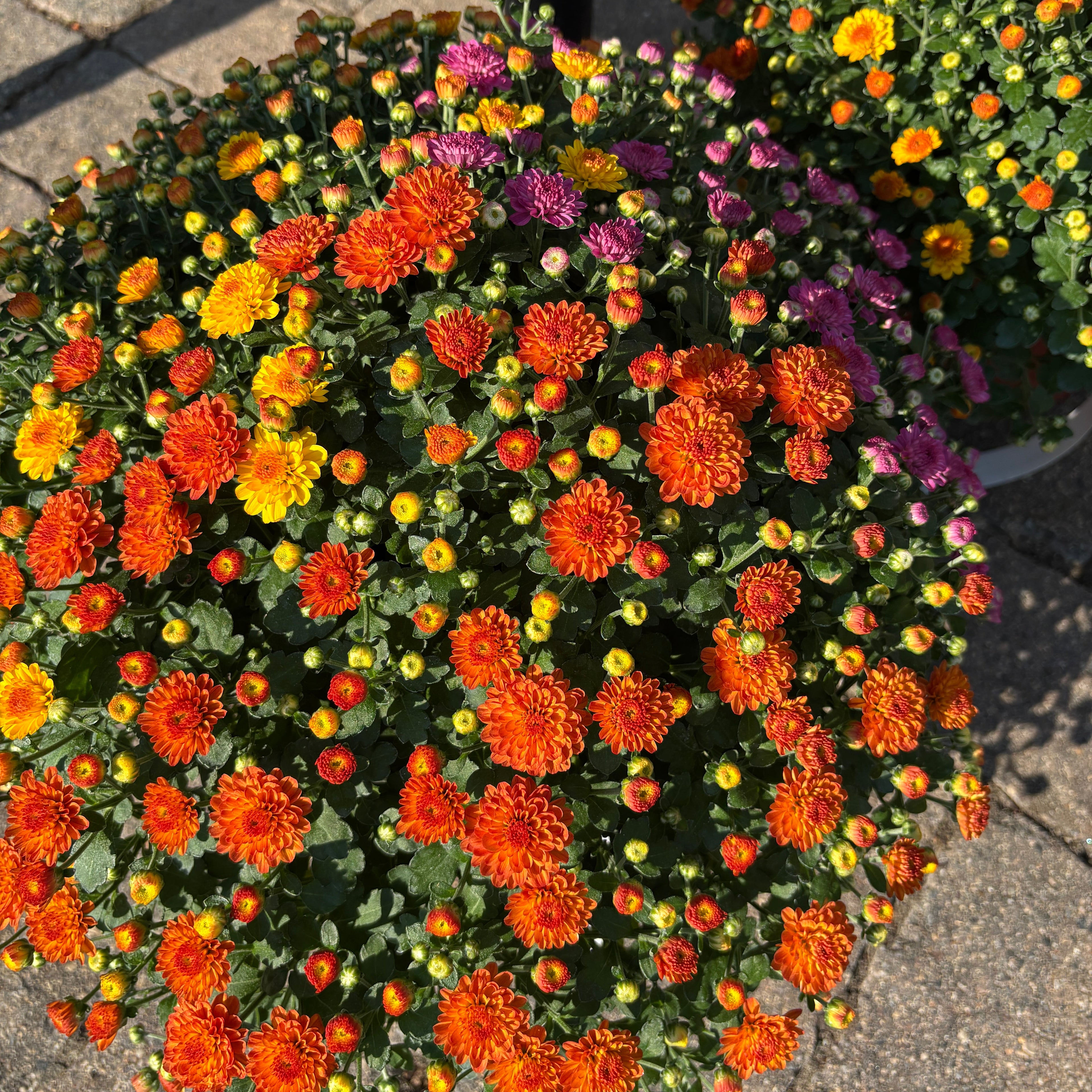 A close-up outdoor view of a potted cluster of chrysanthemums with bright orange, yellow, and purple flowers on a stone pavement background at Paisley Gardens in Northfield, MN.