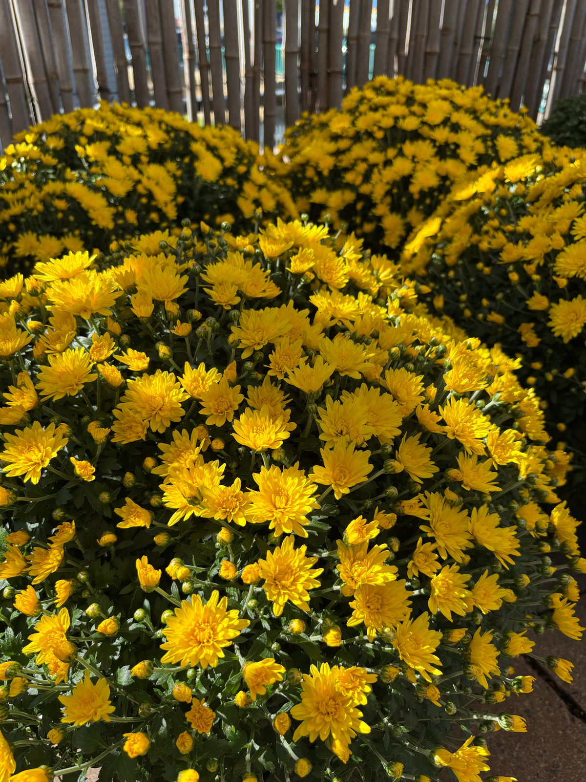 A group of bright yellow annual mums with a bamboo background at Paisley Gardens in Northfield, MN.