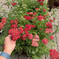 A close-up of a potted plant of red and pink yarrow flowers with green foliage, being held by a person's hand on a stone patio.
