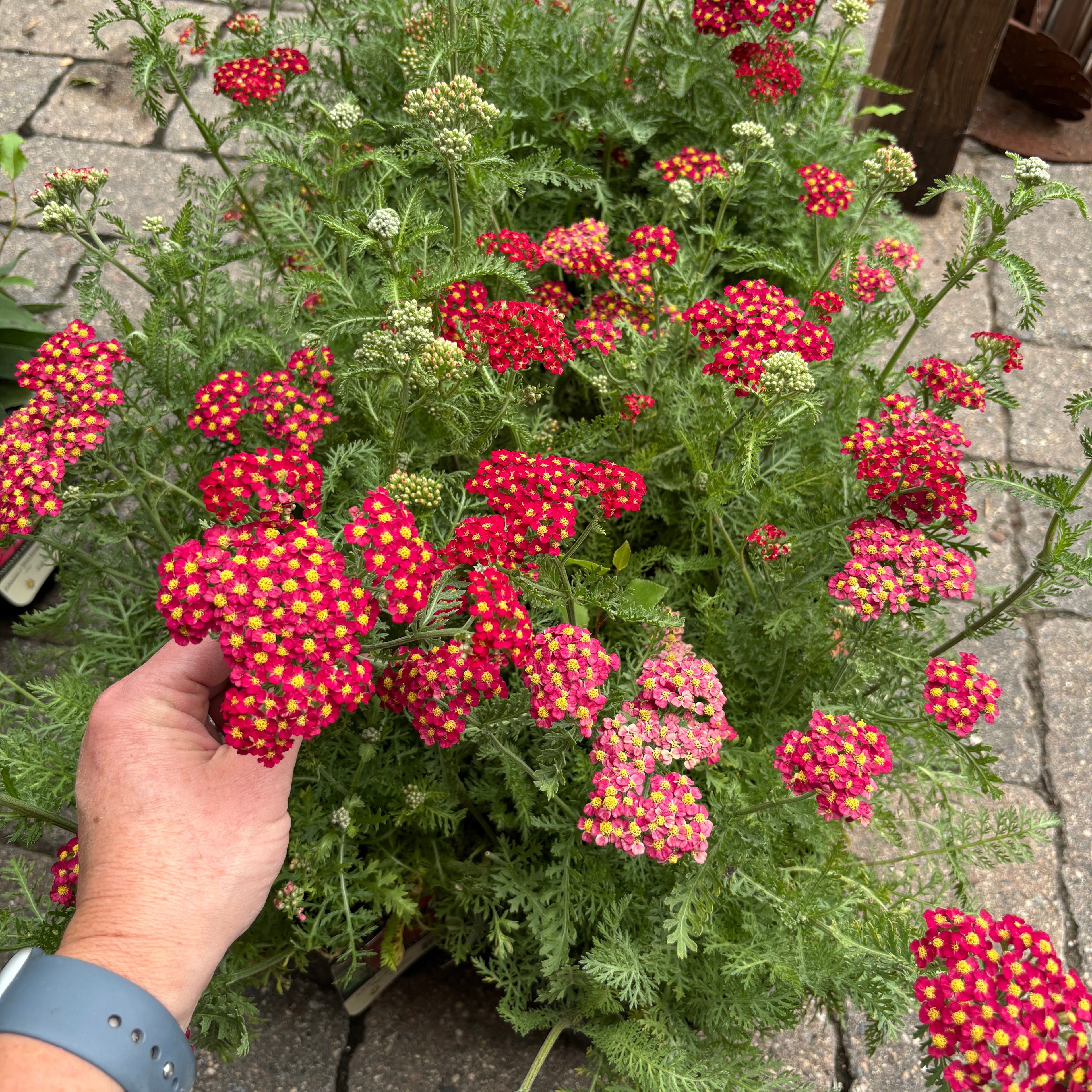 A close-up of a potted plant of red and pink yarrow flowers with green foliage, being held by a person's hand on a stone patio.