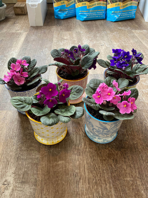 Five potted African violets on a wooden floor with bags of soil in the background.